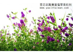 亞芯苜蓿草專用青貯劑 乳酸菌發酵青貯苜蓿草-- 臺灣亞芯生物科技有限公司