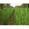 保定側柏公司推薦大型苗木花卉基地