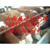 忻州西門塔爾肉牛多少錢？盛達奶牛養