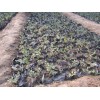 十大金葉水臘品牌大型苗木花卉基地性