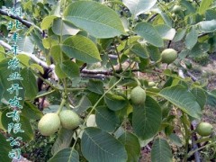 嫁接核桃苗 四川核桃苗價格行情-- 湖北豐年農(nóng)業(yè)開發(fā)有限公司