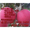 【推廣】蘋果苗 優質蘋果苗 正宗煙臺