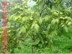 優良嫁接核桃苗 香玲核桃苗種植-- 湖北豐年農業開發有限公司