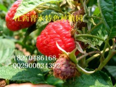 青水特色種植園專業(yè)批發(fā)各種適宜南方的樹莓-- 江西青水特色種植園