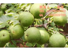 核桃苗，珠海核桃苗批發，珠海核桃苗價格-- 四川久億農林開發有限公司銷售部