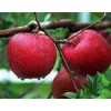 【正宗】煙臺紅富士蘋果苗 m26矮化蘋