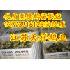 供應(yīng)純種朗德鵝苗新疆鵝苗多少錢(qián)一只
