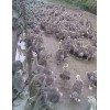 供應(yīng)純種獅頭鵝苗玉林市鵝苗多少錢(qián)一