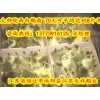 供應(yīng)優(yōu)質(zhì)皖西鵝苗湖北鵝苗多少錢(qián)一只
