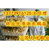供應(yīng)浙東鵝苗海南鵝苗多少錢(qián)一只