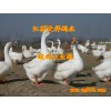 供應(yīng)皖西大白鵝湖北鵝苗價(jià)格