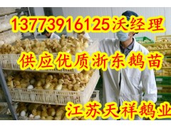 供應浙東鵝苗海南鵝苗供應商-- 江蘇宿遷市天祥禽業