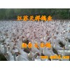 銷(xiāo)售浙東鵝苗河南最大鵝苗供應(yīng)商