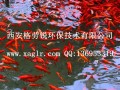 景觀魚池水處理設備 (30)