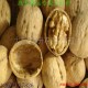 供應(yīng)清香核桃  那里批發(fā)蘋果  求購(gòu)軍