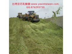 供應臺灣亞芯全株玉米青貯劑-- 臺灣亞芯生物科技有限公司