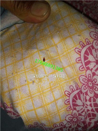 寶安殺蛀蟲公司 南山滅蛀蟲公司 福田蛀蟲防治公司 輝宏供-- 深圳市輝宏環保科技有限公司