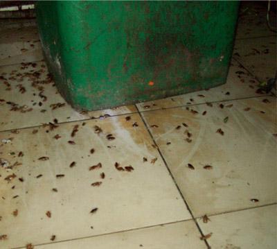 南昌滅鼠公司 南昌嘉事潔殺蟲公司 專業滅蟑螂 經驗豐富-- 南昌市嘉事潔病蟲害防治有限公司