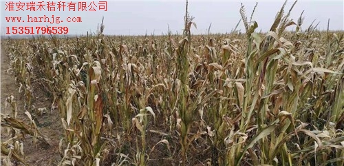 宿遷玉米秸稈裹包廠 加工宿遷玉米秸稈打包 瑞禾供-- 淮安瑞禾秸稈有限公司